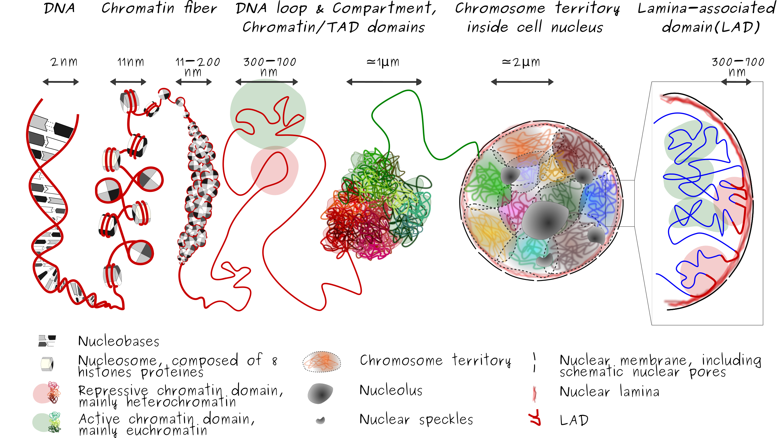 Schematic representation of 3D genome organization